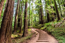 Top 5 Ways Invasive Species Disrupt Local Ecosystems and What You Can Do